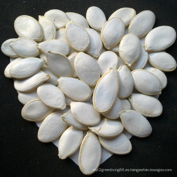 Exportar buena calidad Fresh Chinese White Pumpkin Seeds